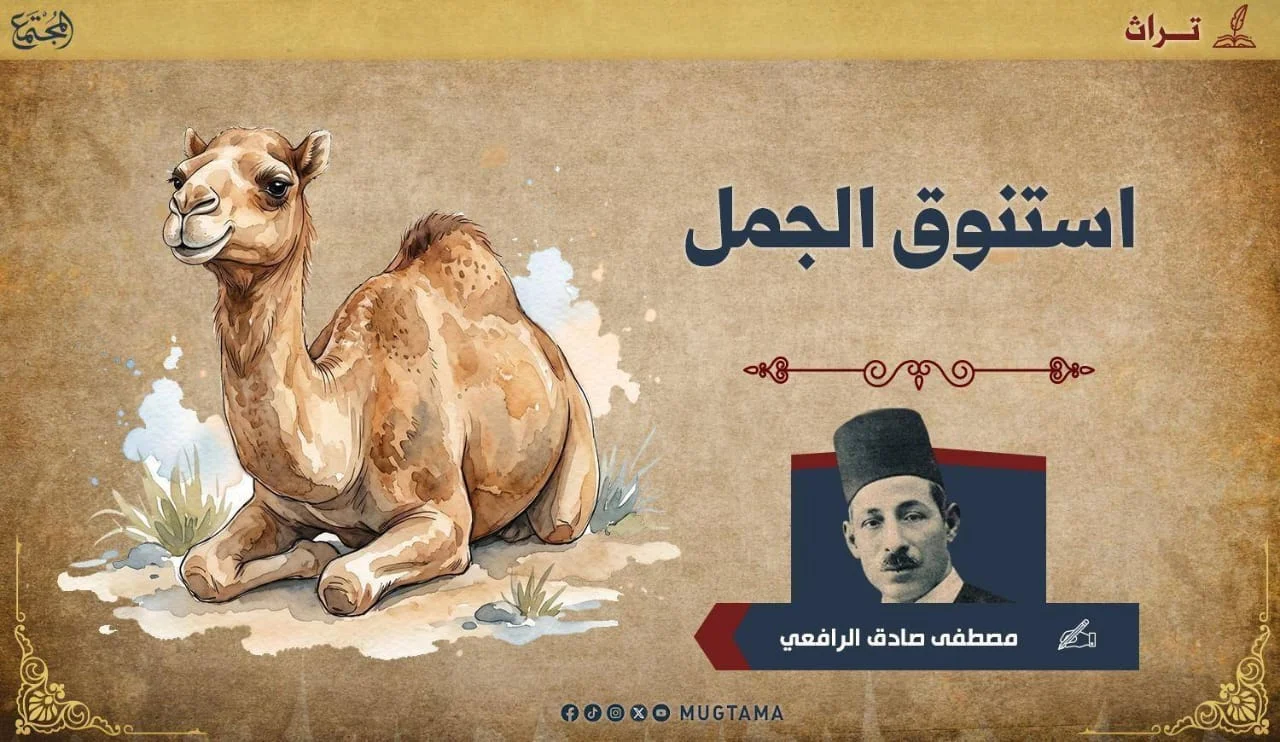 استنوق الجمل